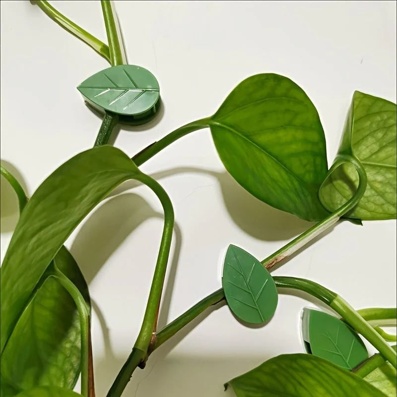 FloraGrip® - Fixations pour plantes grimpantes