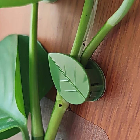 FloraGrip® - Fixations pour plantes grimpantes