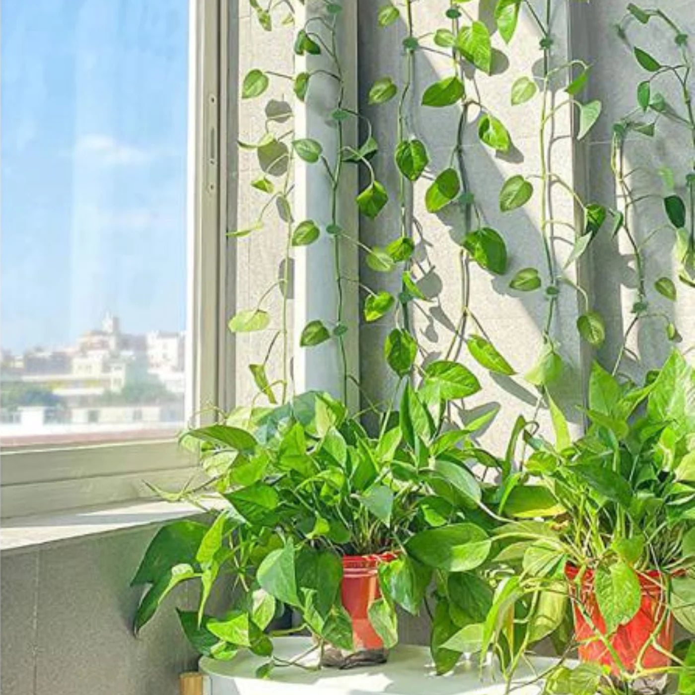 FloraGrip® - Fixations pour plantes grimpantes