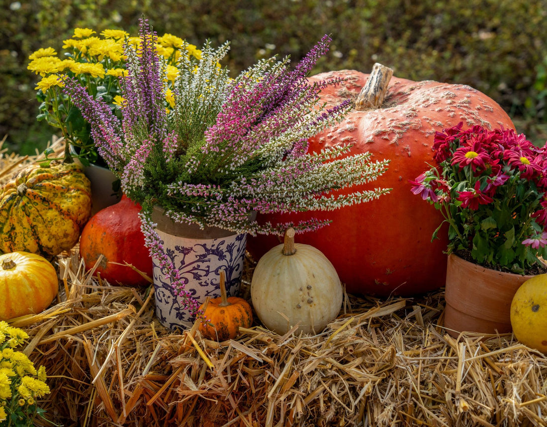 Que faire au jardin en octobre : composition d'automne avec bruyère, chrysanthèmes et citrouilles