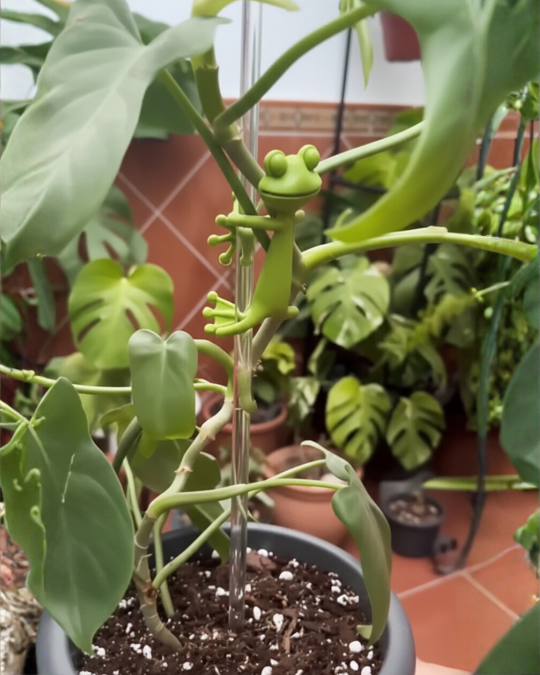 Mamie-Frog® - Tuteur décoratif