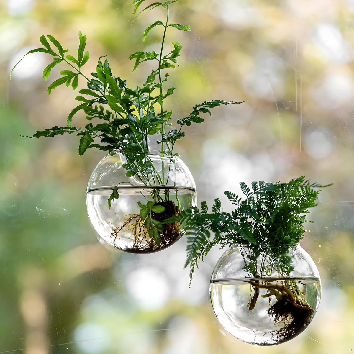 Bulles de Boutures duo sur une vitre, fougère et racines visibles | Jardin de Mamie