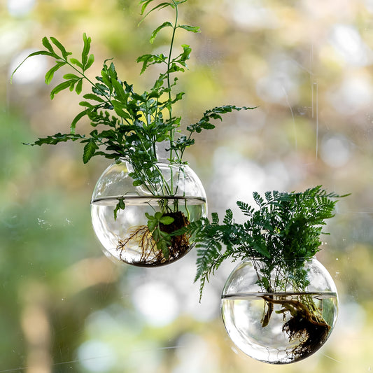 Bulles de Boutures duo sur une vitre, fougère et racines visibles | Jardin de Mamie