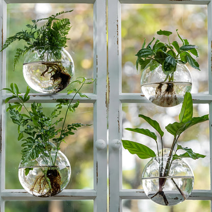 Bulles de Boutures sur une fenêtre à croisillons, fougères et calathea | Jardin de Mamie