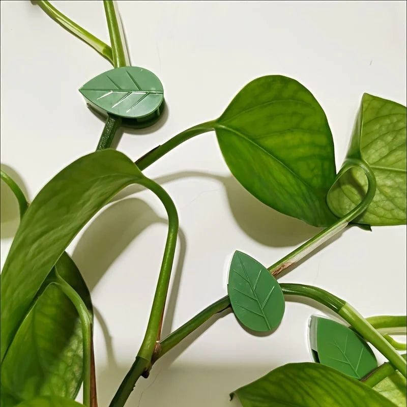 Gros plan sur des clips en forme de feuille posés sur des tiges de pothos