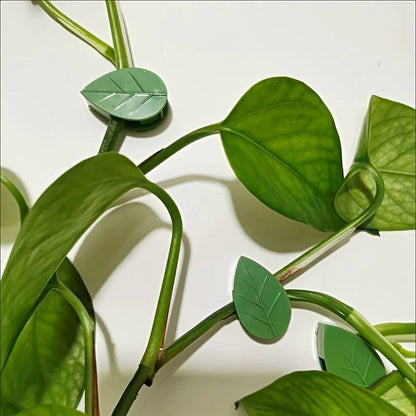Gros plan sur des clips en forme de feuille posés sur des tiges de pothos