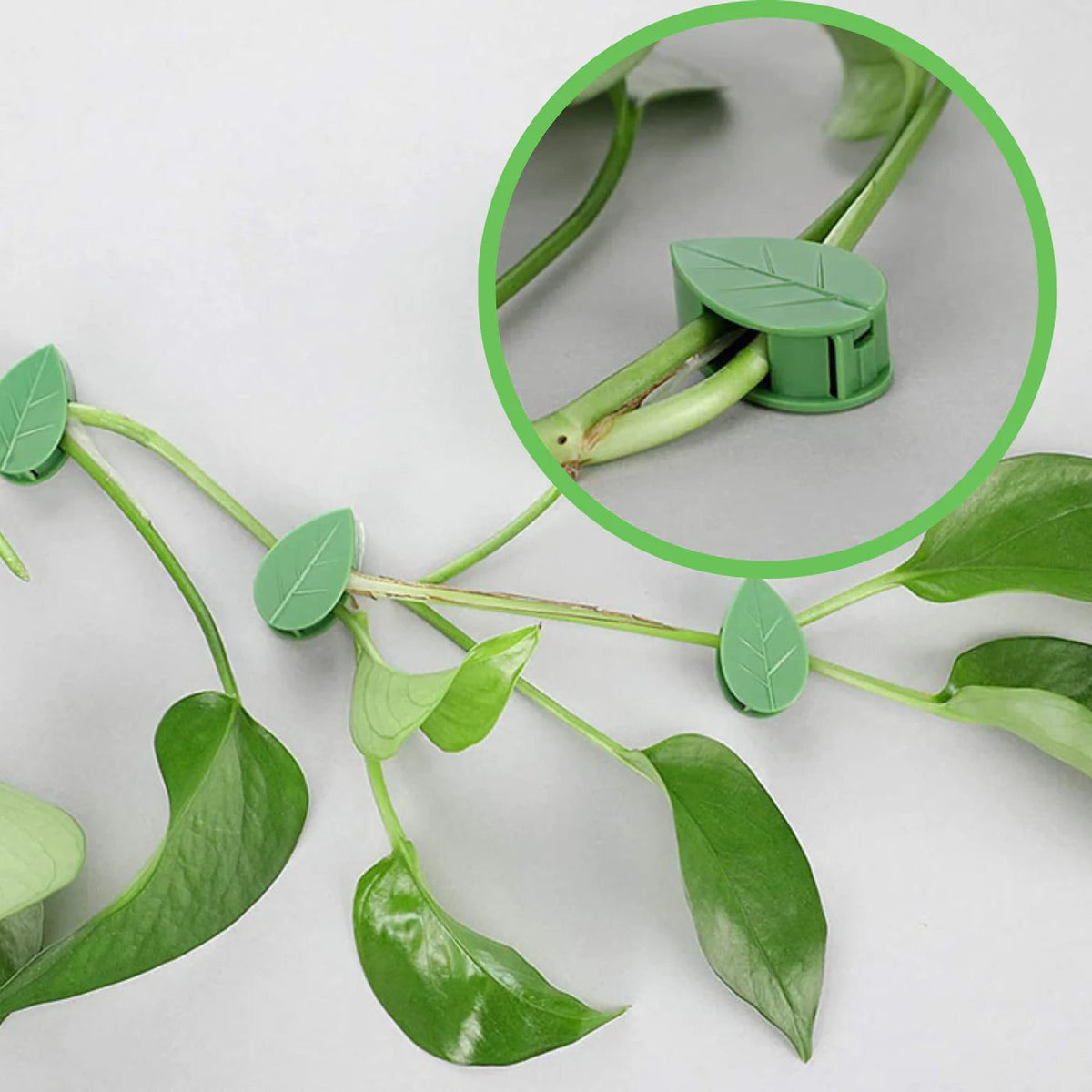 Clip feuille vert clair maintenant une tige de plante grimpante, avec zoom