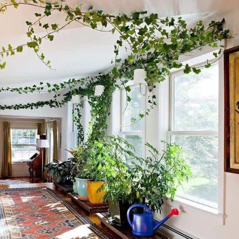 Couloir lumineux avec des plantes vertes qui grimpent le long des fenêtres et du plafond