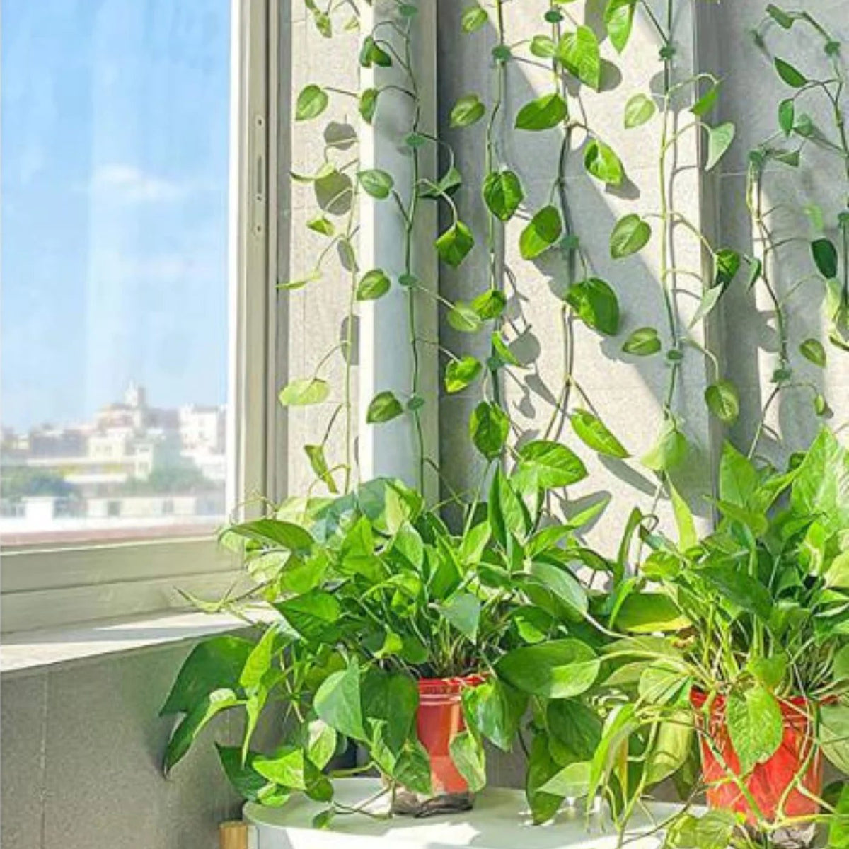 Plantes grimpantes en pot devant une fenêtre, guidées vers le haut le long du rideau
