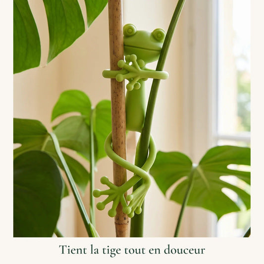 Tuteur grenouille verte enroulé autour d'une tige de plante, devant un monstera