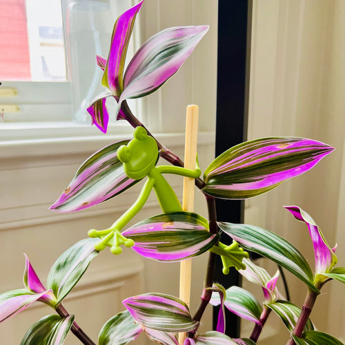 Tuteur décoratif Mamie-Frog en forme de grenouille verte accrochée à une tige de plante en pot avec des feuilles de couleur rose