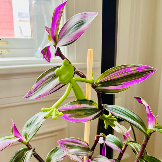 Tuteur décoratif Mamie-Frog en forme de grenouille verte accrochée à une tige de plante en pot avec des feuilles de couleur rose